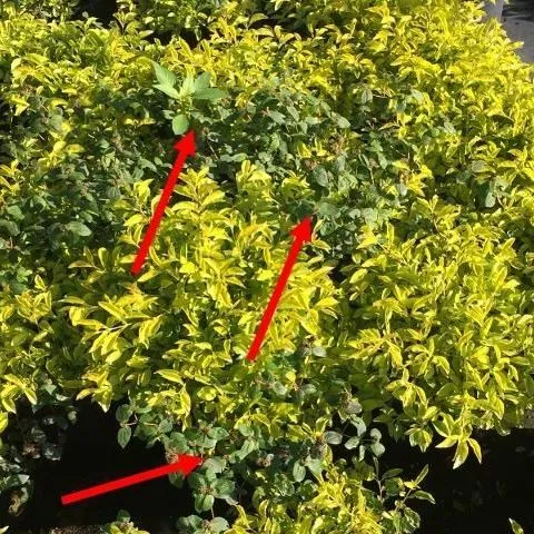 thumbnail for publication: Weed Control for Ornamentals Inside Greenhouses and Other Enclosed Structures